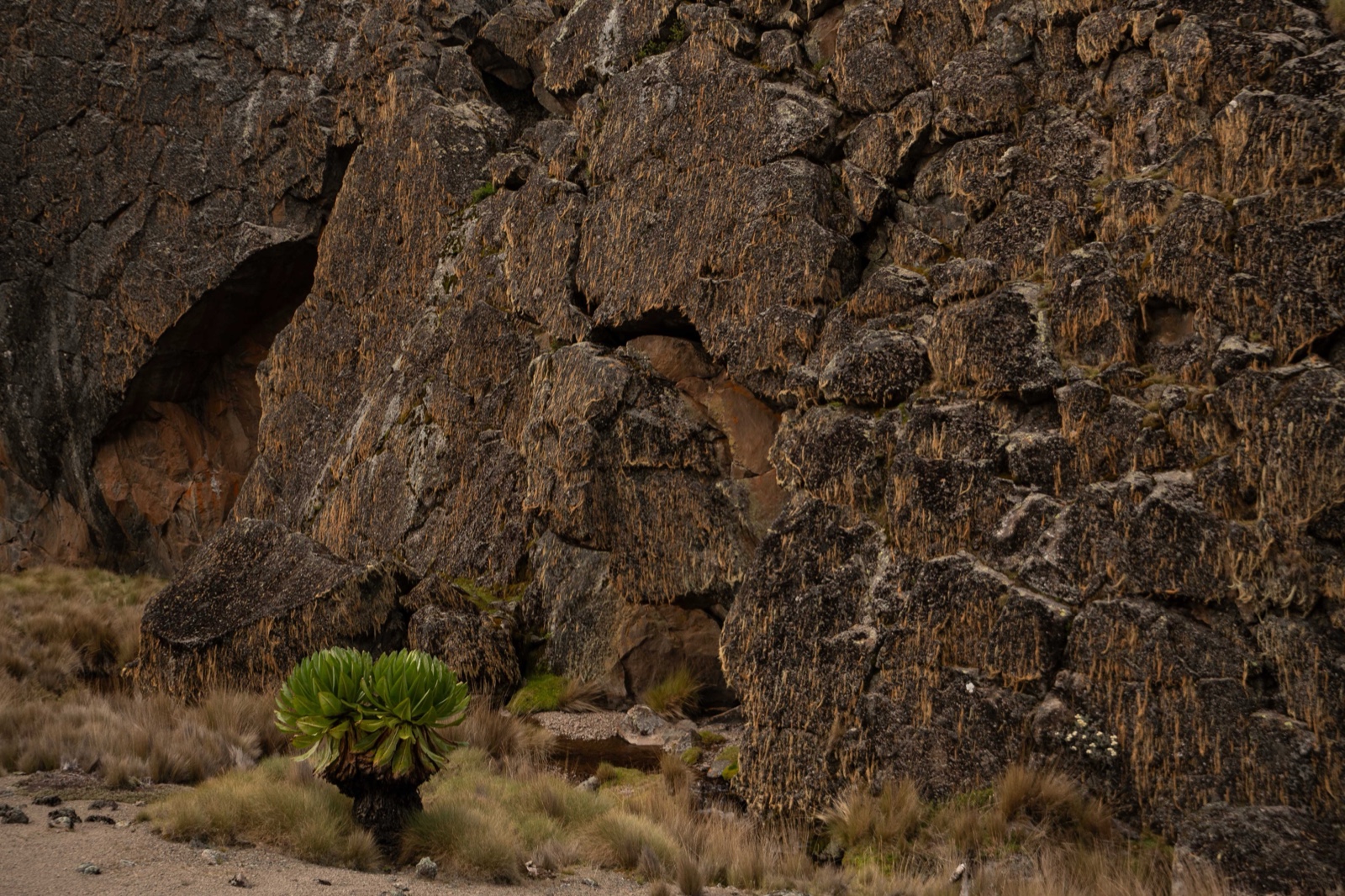Athlete in motion during the Mount Kenya pilot race