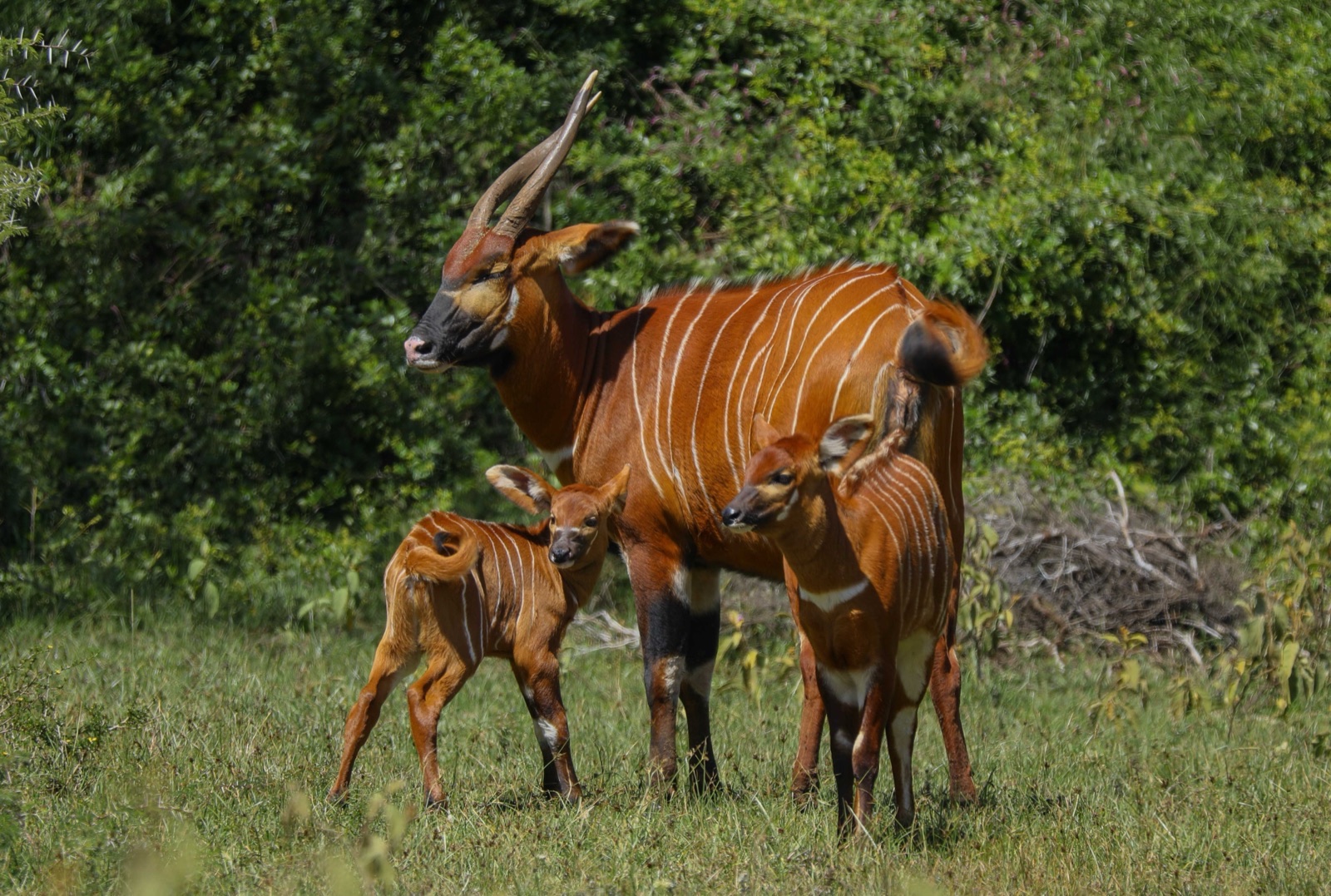 Mountain bongo with two calves in dense forest