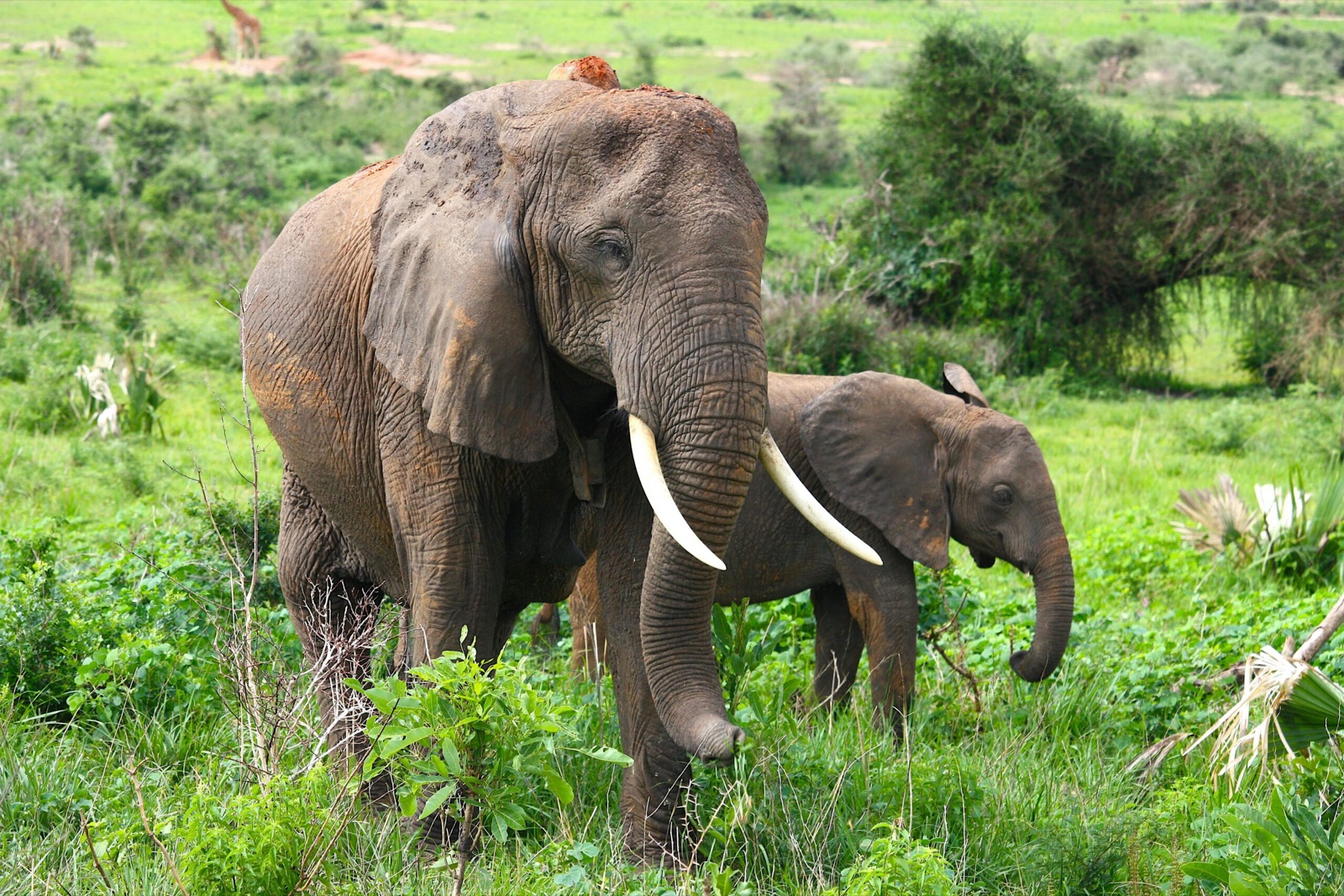 African elephant mother and calf in green grassland