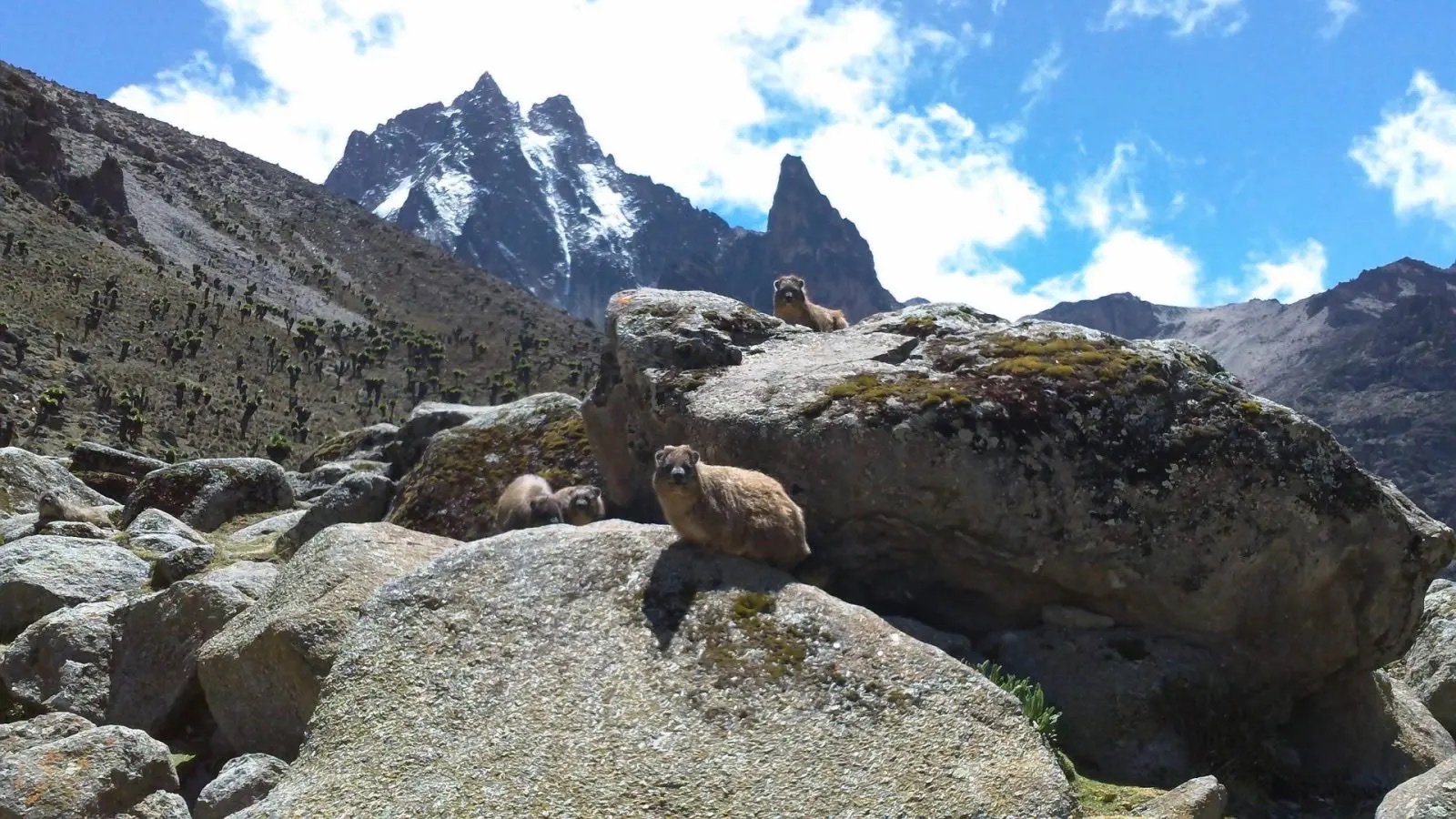 Rock hyrax sitting on alpine rocks with the jagged Mount Kenya summit in the background
