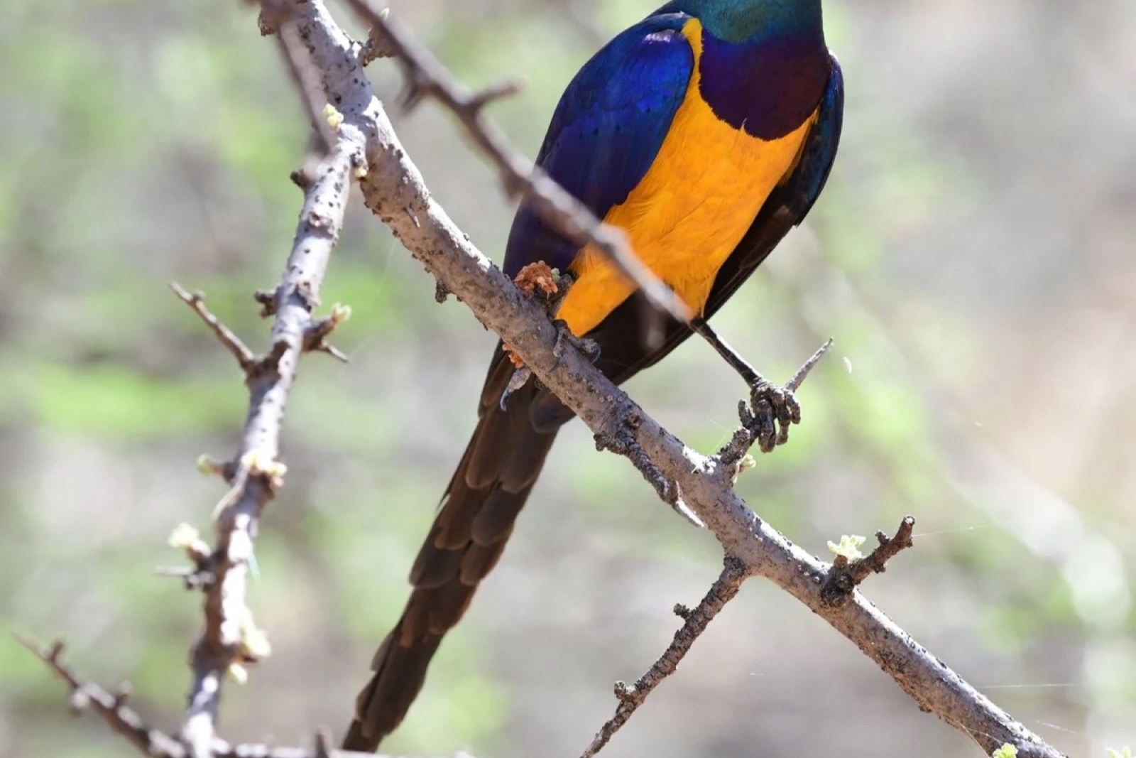Golden-breasted starling perched on a thorny branch, vivid orange and iridescent blue plumage