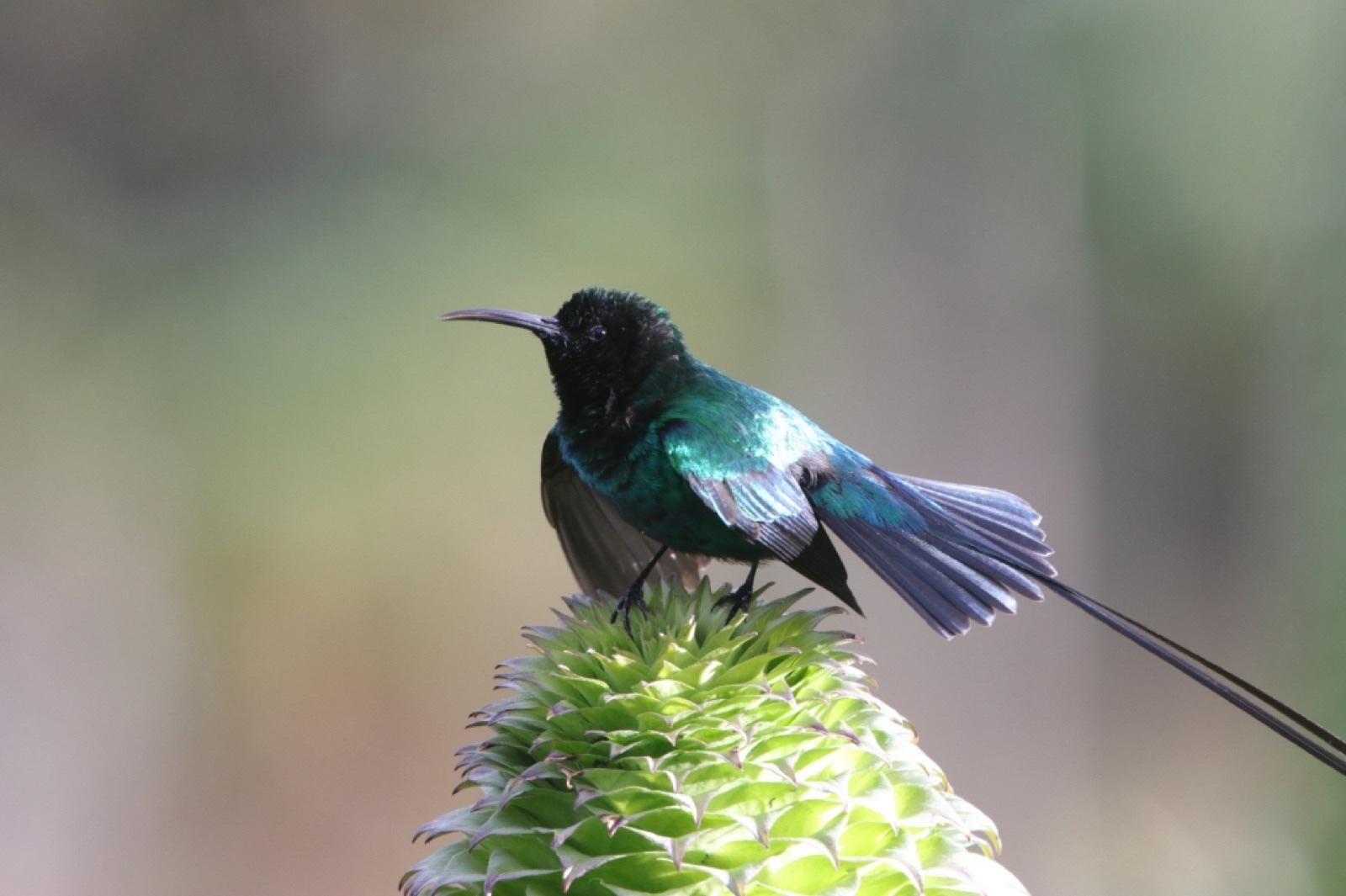 Malachite sunbird with long tail feathers perched on a lobelia flower spike