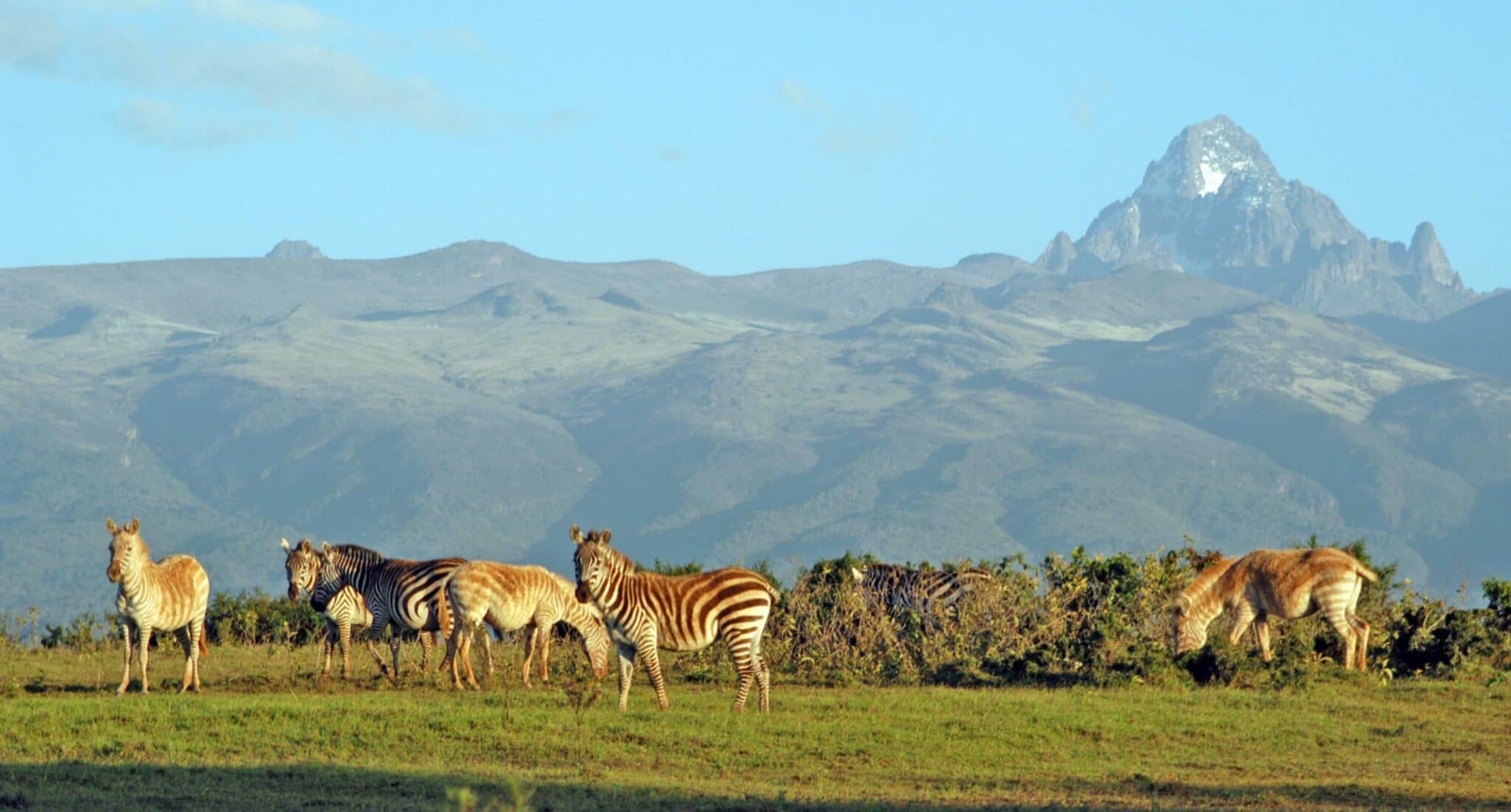 Zebras grazing with Mount Kenya peak in the distance